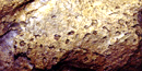 Acid dew dissolves the cave wall to make small pock marks.